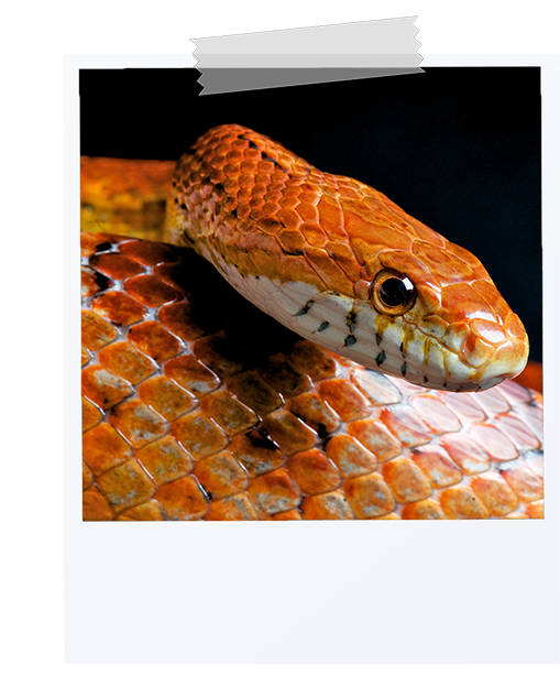picture of a corn snake